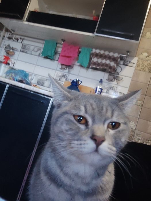 Scotish fold mushuk sotiladi ayol mushuk .