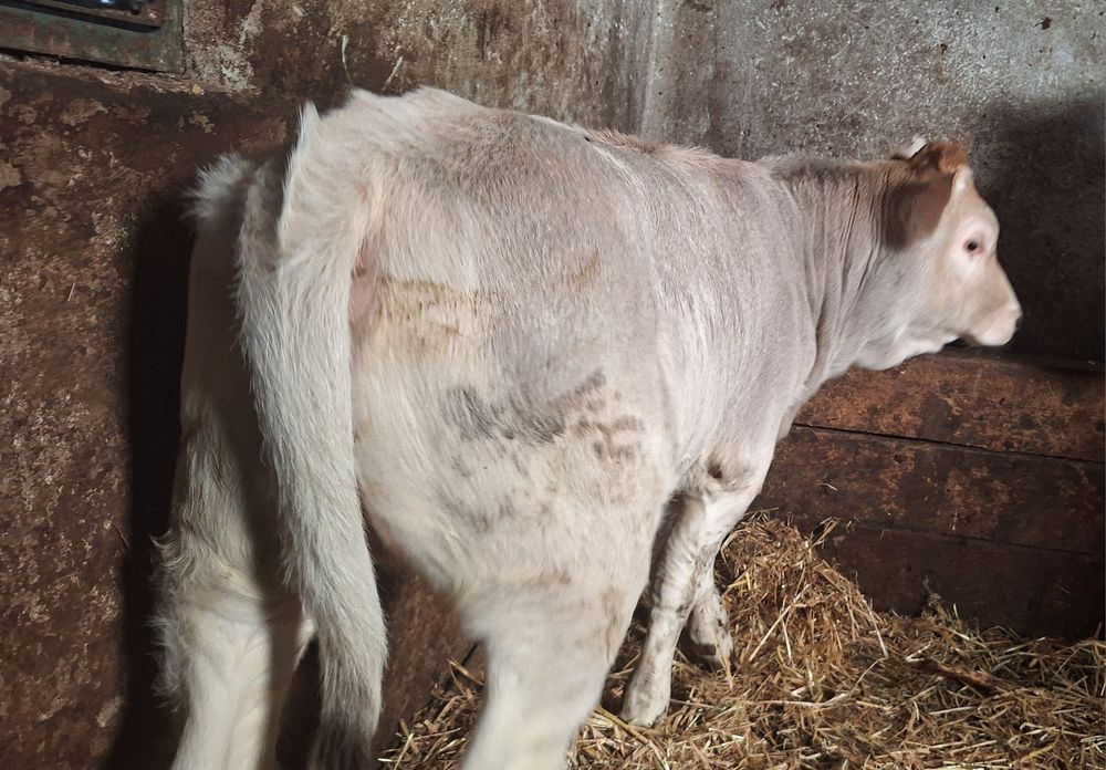 Vând vaca și vitea grase frumoase