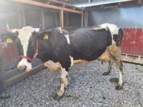 Vand vaca tanara de 1 vitel