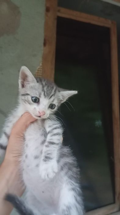 Dau gratis spre adopție pisicuți drăguți .Au o lună si jumătate..