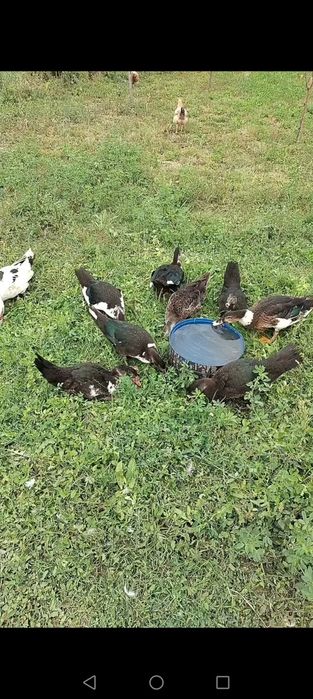 Vând sau schimb rate mute