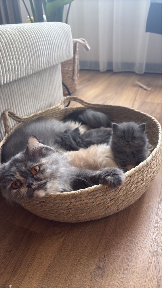 Персийски котета