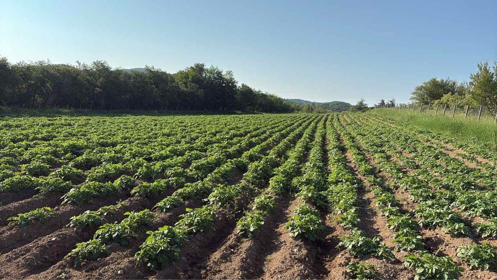 Картофи за семе 30-45 Сорая клас В