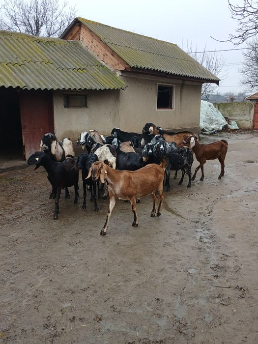 Vând 3 țapi și 14 capre anglonubiene