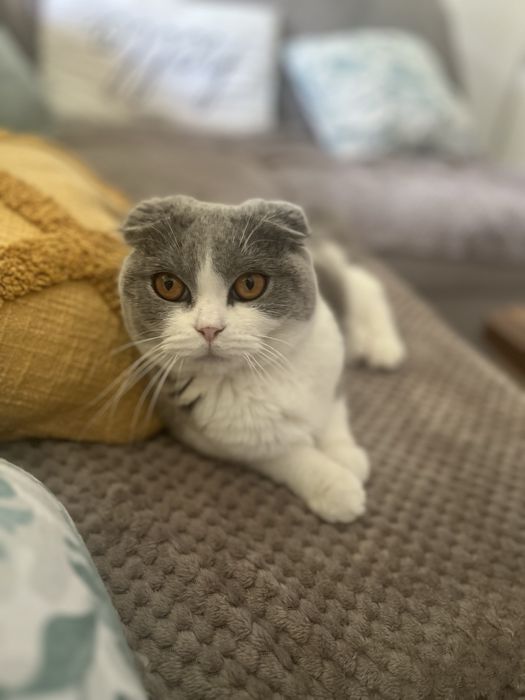 Scottish Fold - femela tanara - pedigree
