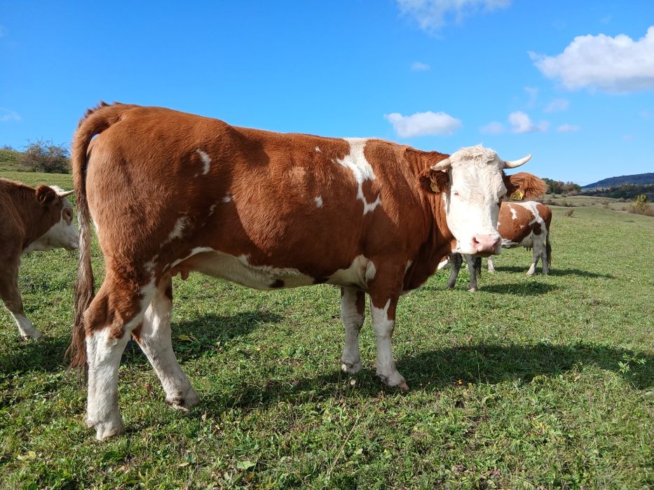 Vacă baltată românească