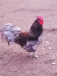 Ouă pentru incubat găini australorp