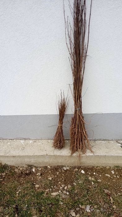 Doriti sa impaduriti cu puieti de salcam proaspăt recoltati