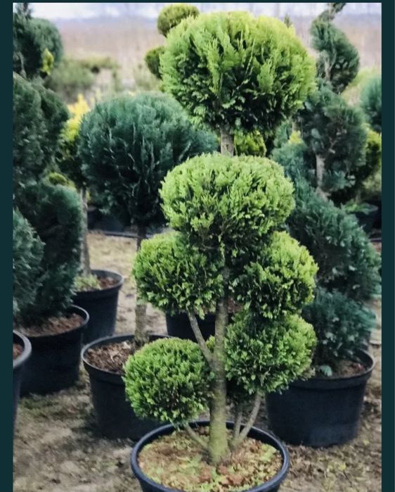 Tuia-plante de ornament și pominfructiferi