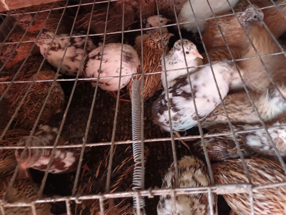 Prepelițe de vânzare