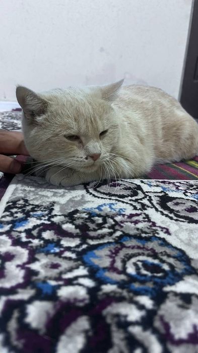 skottiw zotli mushuk sotiladi