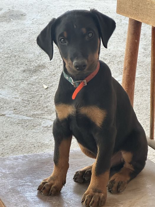 Продаются щенки добермана