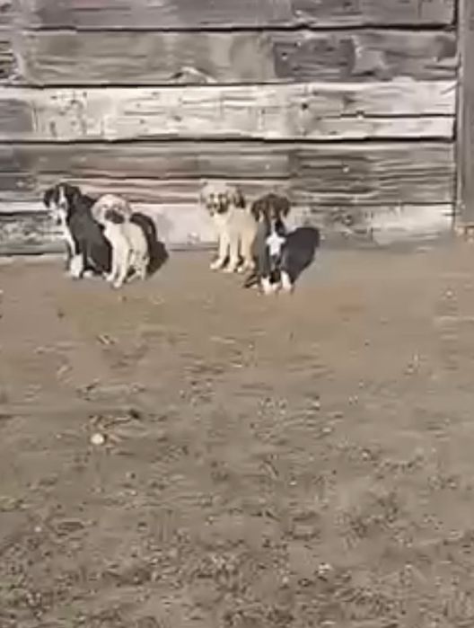 Күшіктер тазы мен қазақи төбетпен арласқан