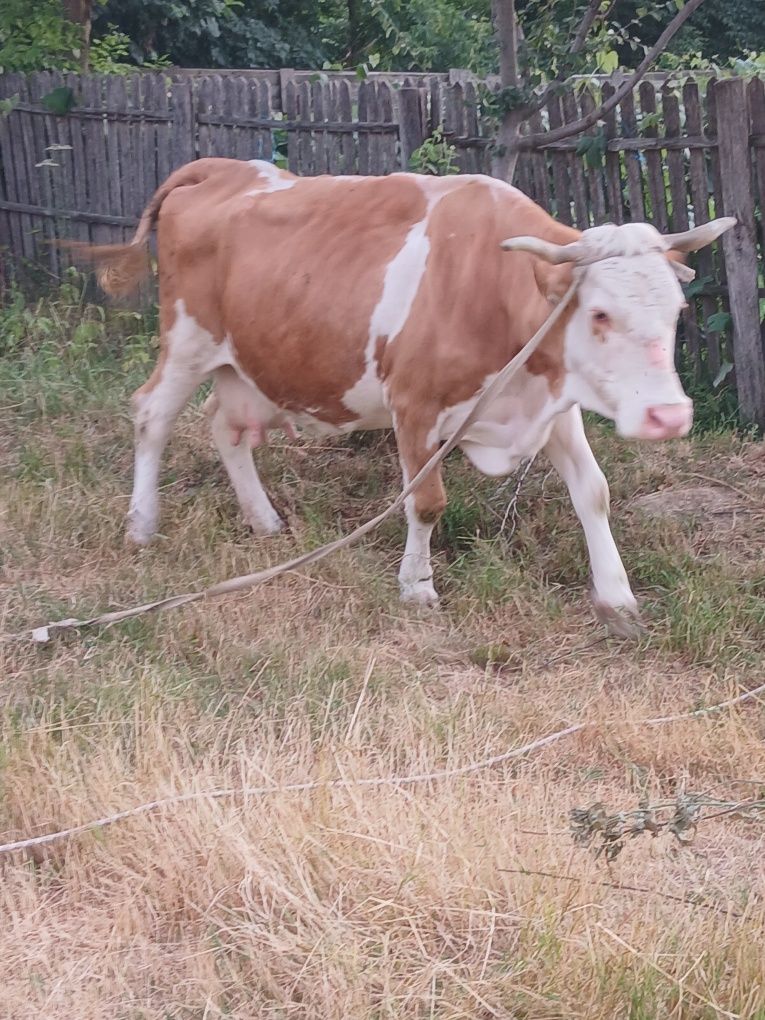 Vând schimb cu vaci sau viței de taiere vaca Baltazar cu vițel belgian