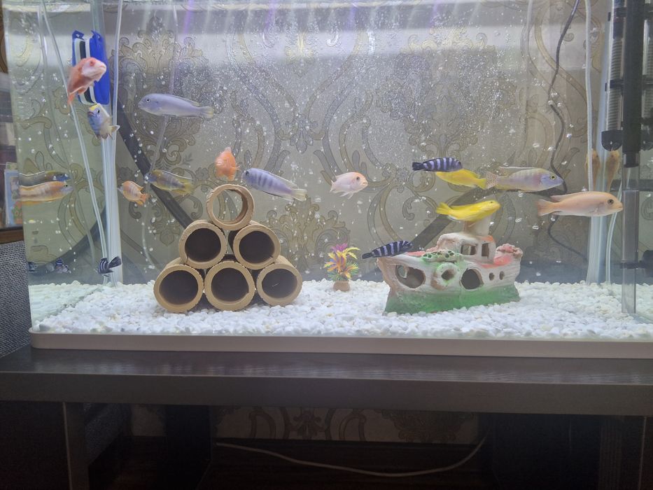 Африканские цихлиды