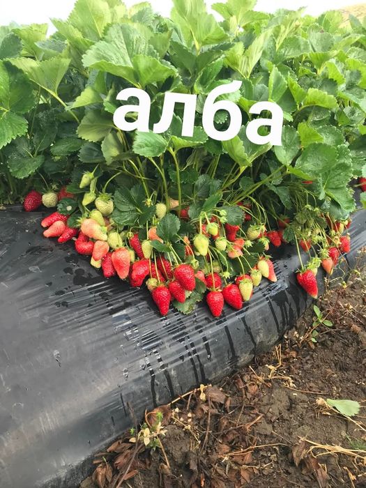 Предлагам целогодишен разсад ягоди