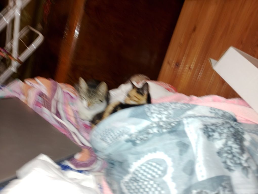 Подарявам котета. Здрави игриви . На 3 месеца.