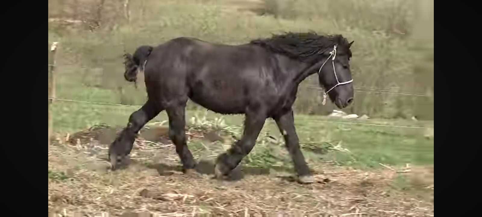 Manza iapa neagra grea poloneză 3.5ani