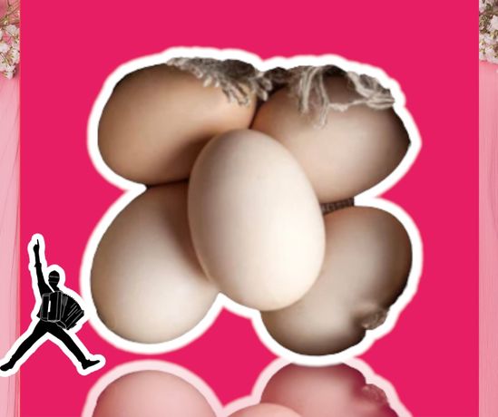 Инкубационное яйцо росс 308 турецкий оплод 80-85%