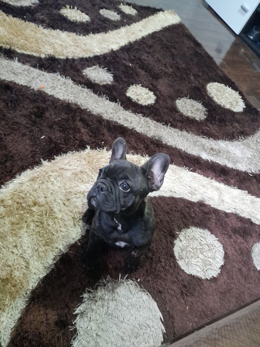 Femela bulldog francez