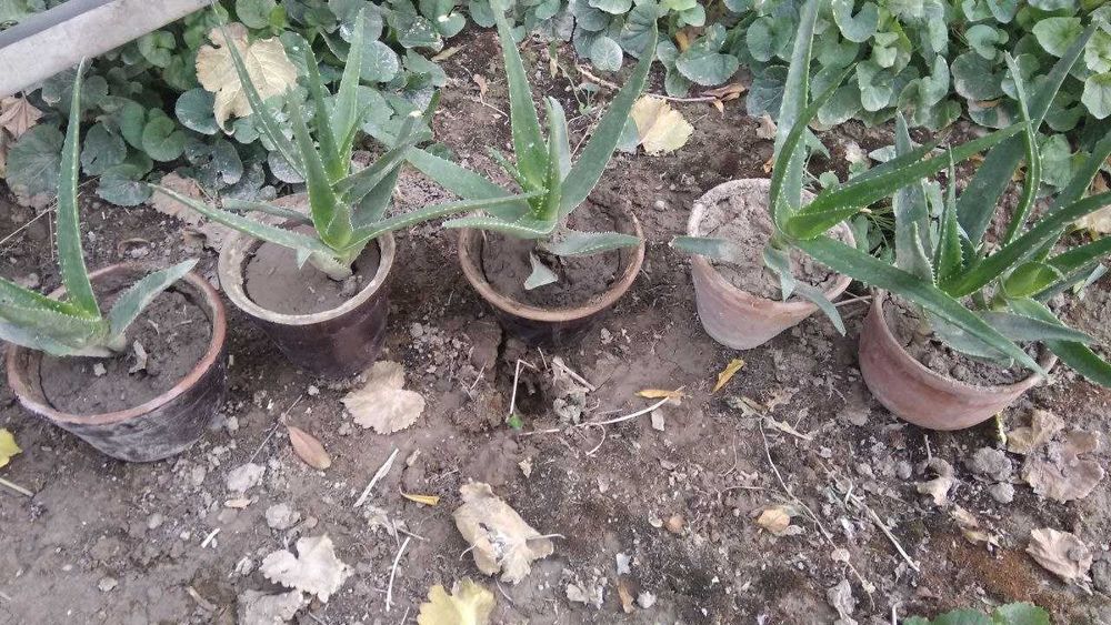 цветок алоэ.маленькие и большие