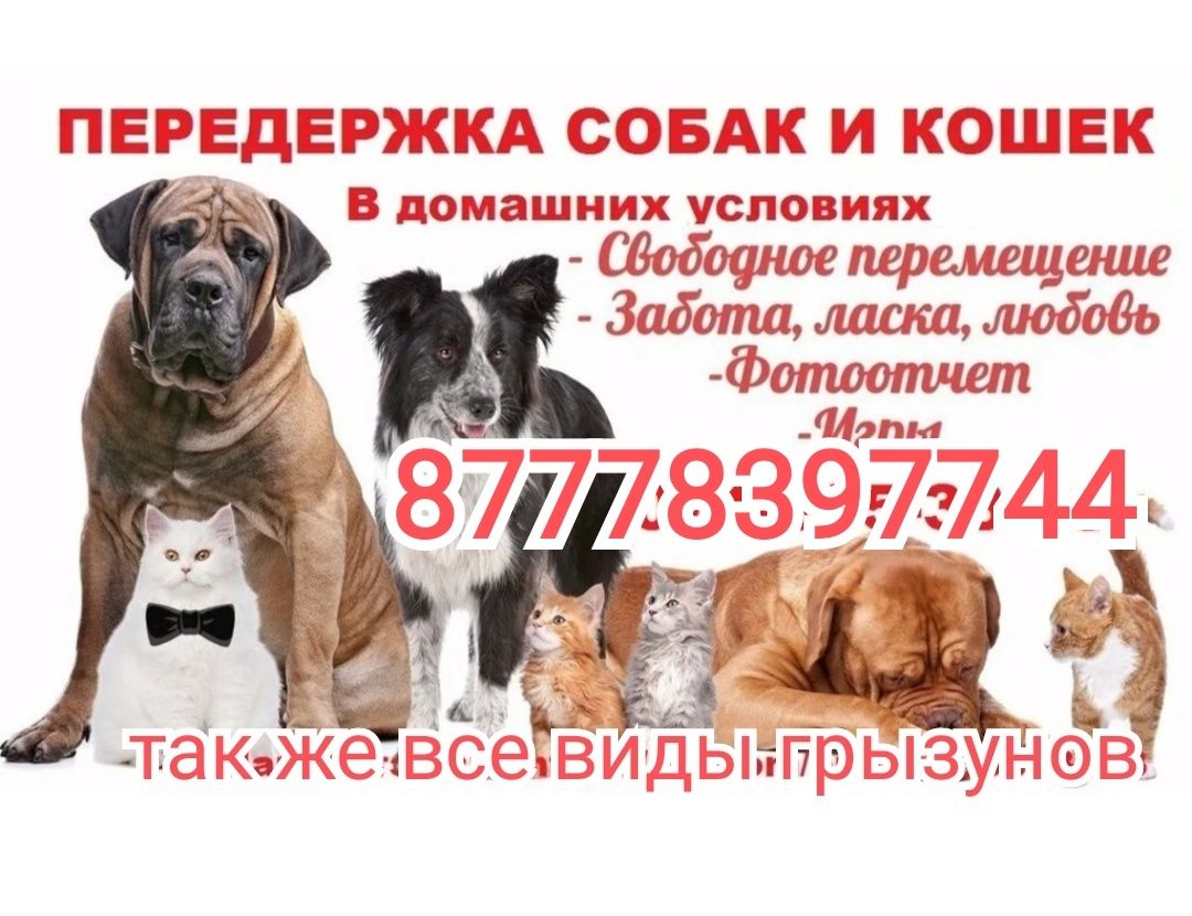 Передержка животных в домашних условиях