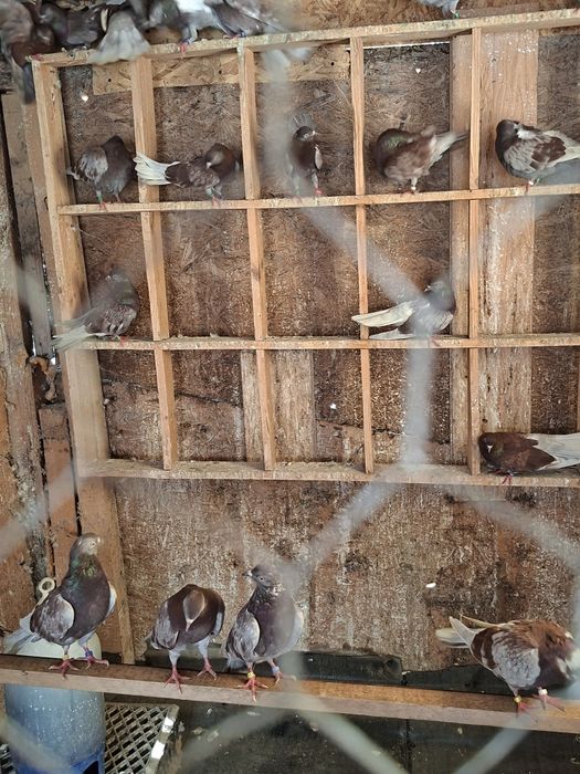 Porumbei ciungi de Ploiești