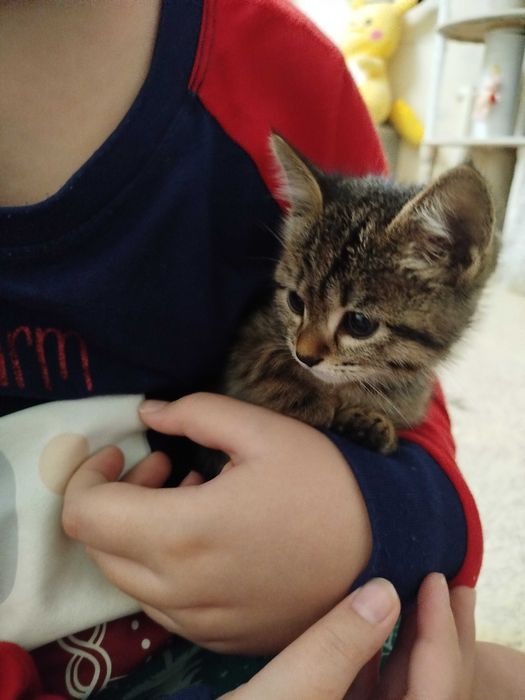 Отдам котенка в хорошие руки