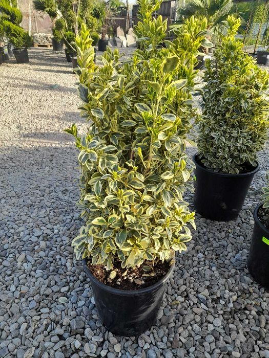 Plante Ornamentale