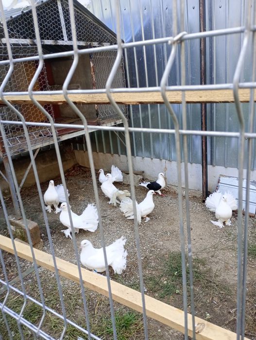 Porumbei ornament voltat alb încălțat