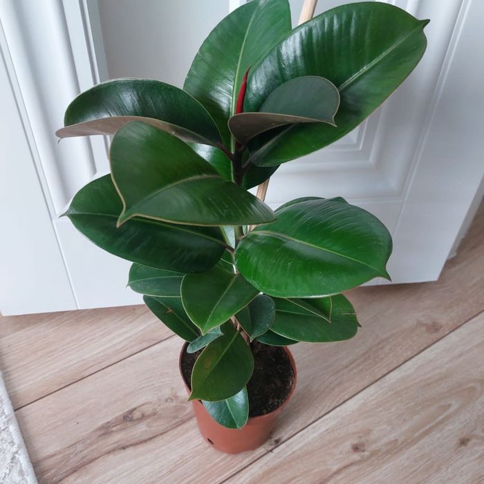 Комнатные цветы разные