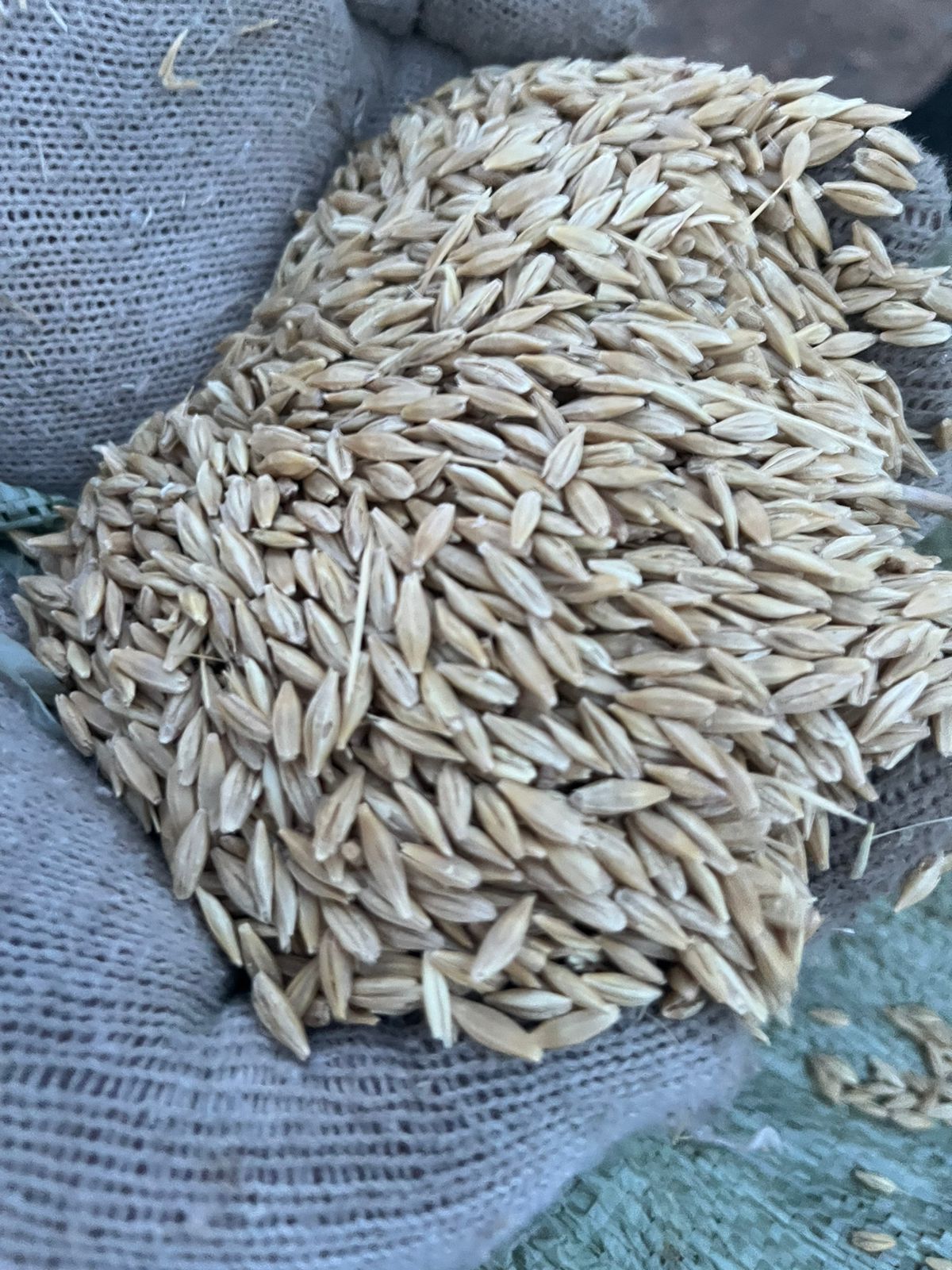 Ячмень корм зерно зерноотходы в мешках сортовой