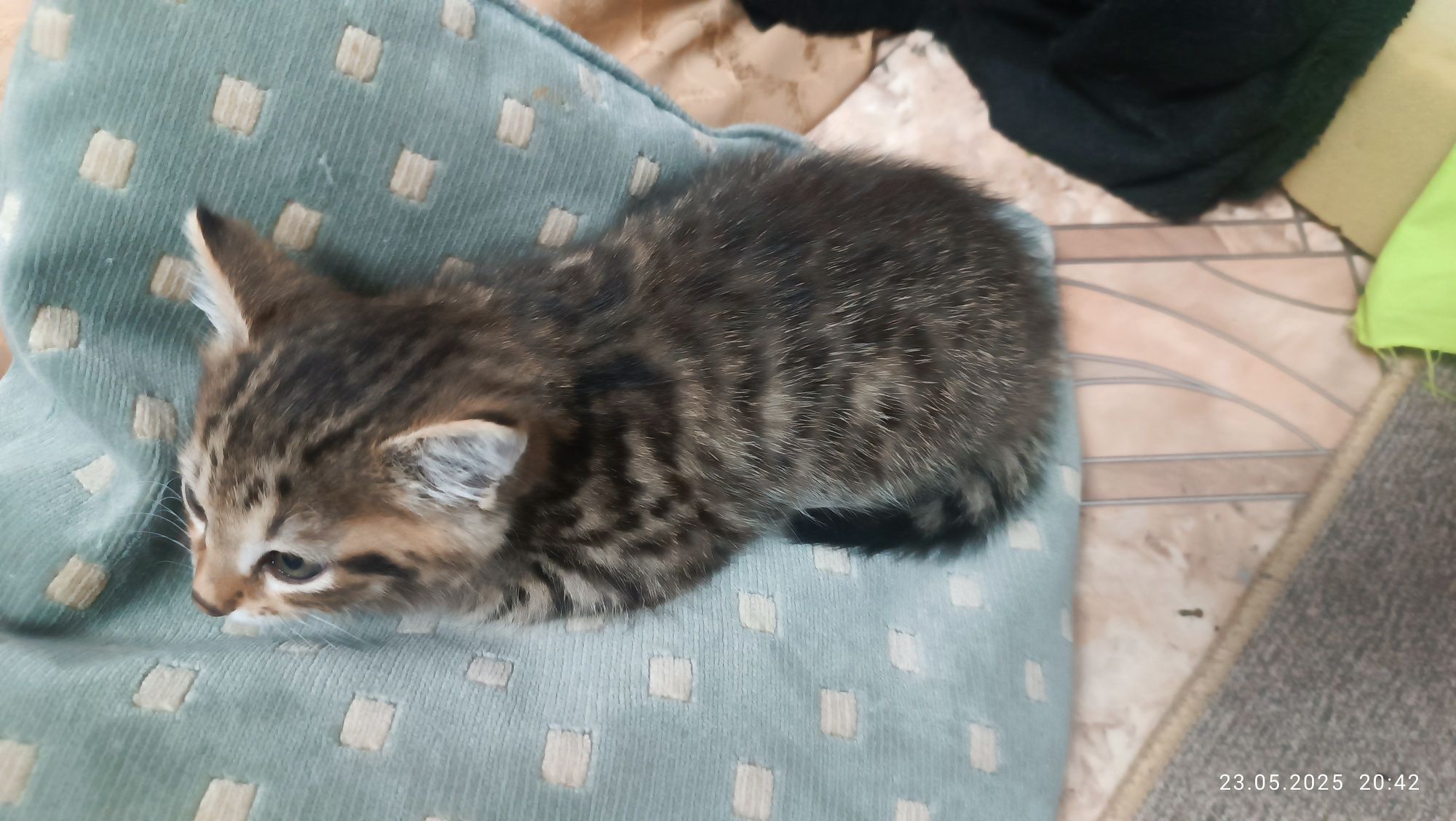 Котенок кошечка девочка