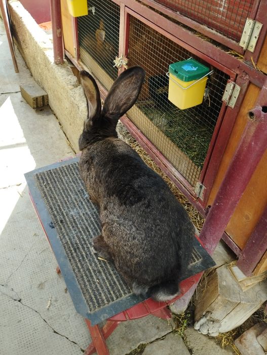 Uriaș german gri-fier