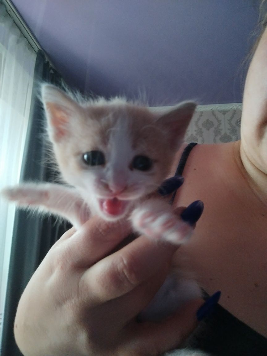 Отдам котят, найдёныши