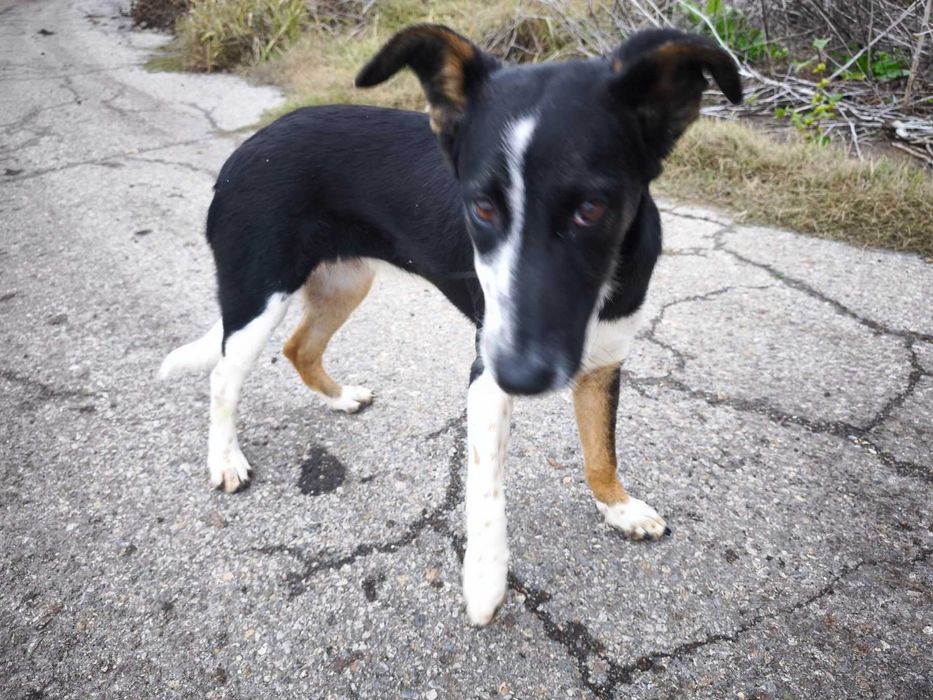 Търси се семейство за това спасено кученце