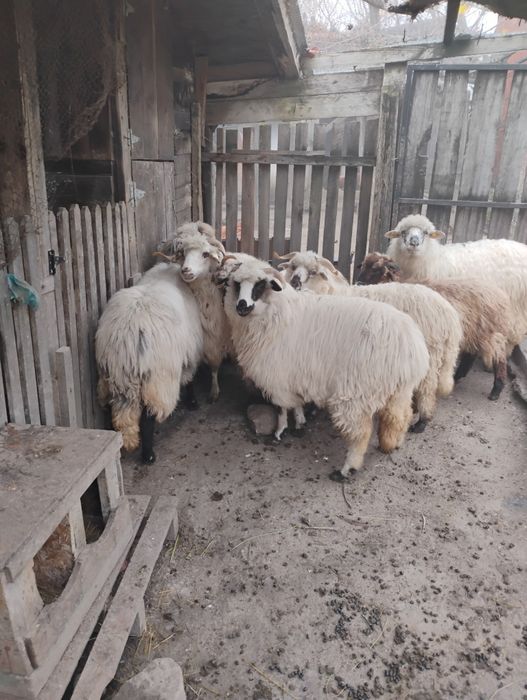 Vînt oii gestante turcane