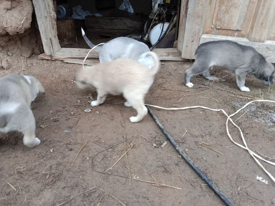 Отдам щенков полигарской борзой