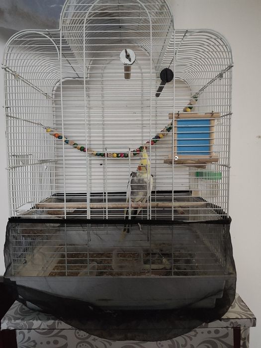 Продавам папагал КОРЕЛА с клетка