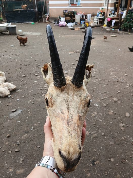 Vand trofeu stare buna