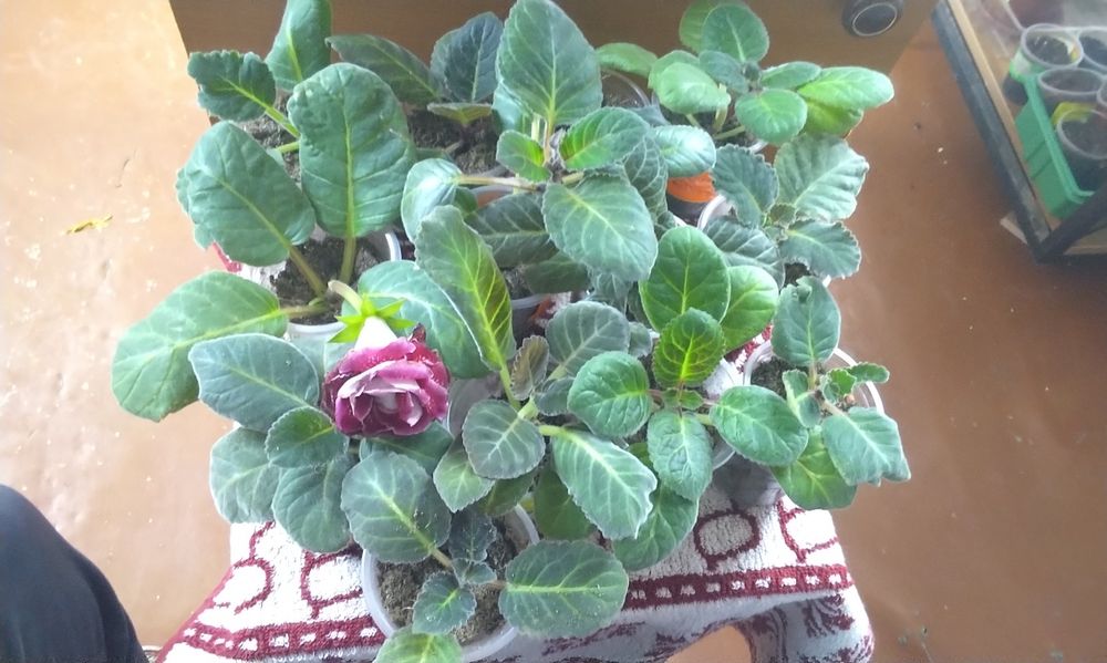 Продаются наборы Глоксиний