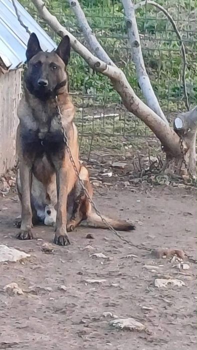 Белгийска Малиноа