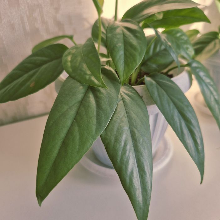 Епипремнум Себу Блю