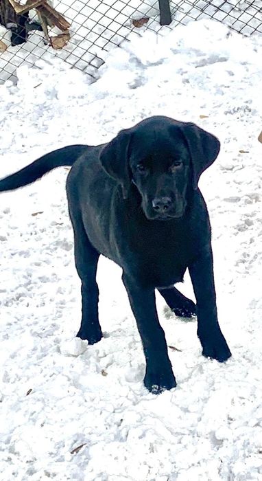 Щенки лабрадора ретривера