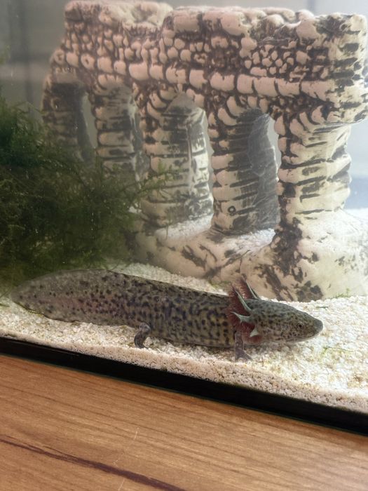 Мексиканска амбистома /аксолотъл/