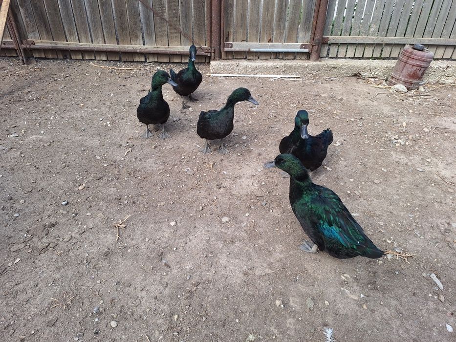 Cayuga Ducks Rațe Cayuga