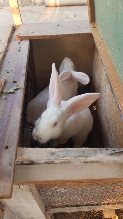 Продаю Великан кролик