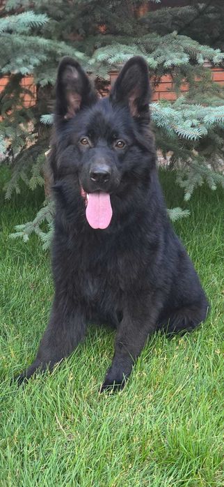 предлагается кобель немецкой овчарки для вязки