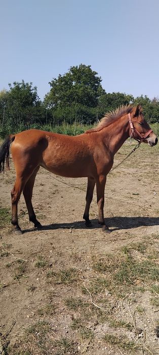 Vand manza pur sange arab