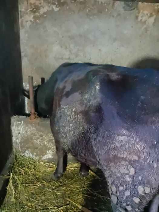 Vând vacă neagră de 4 ani